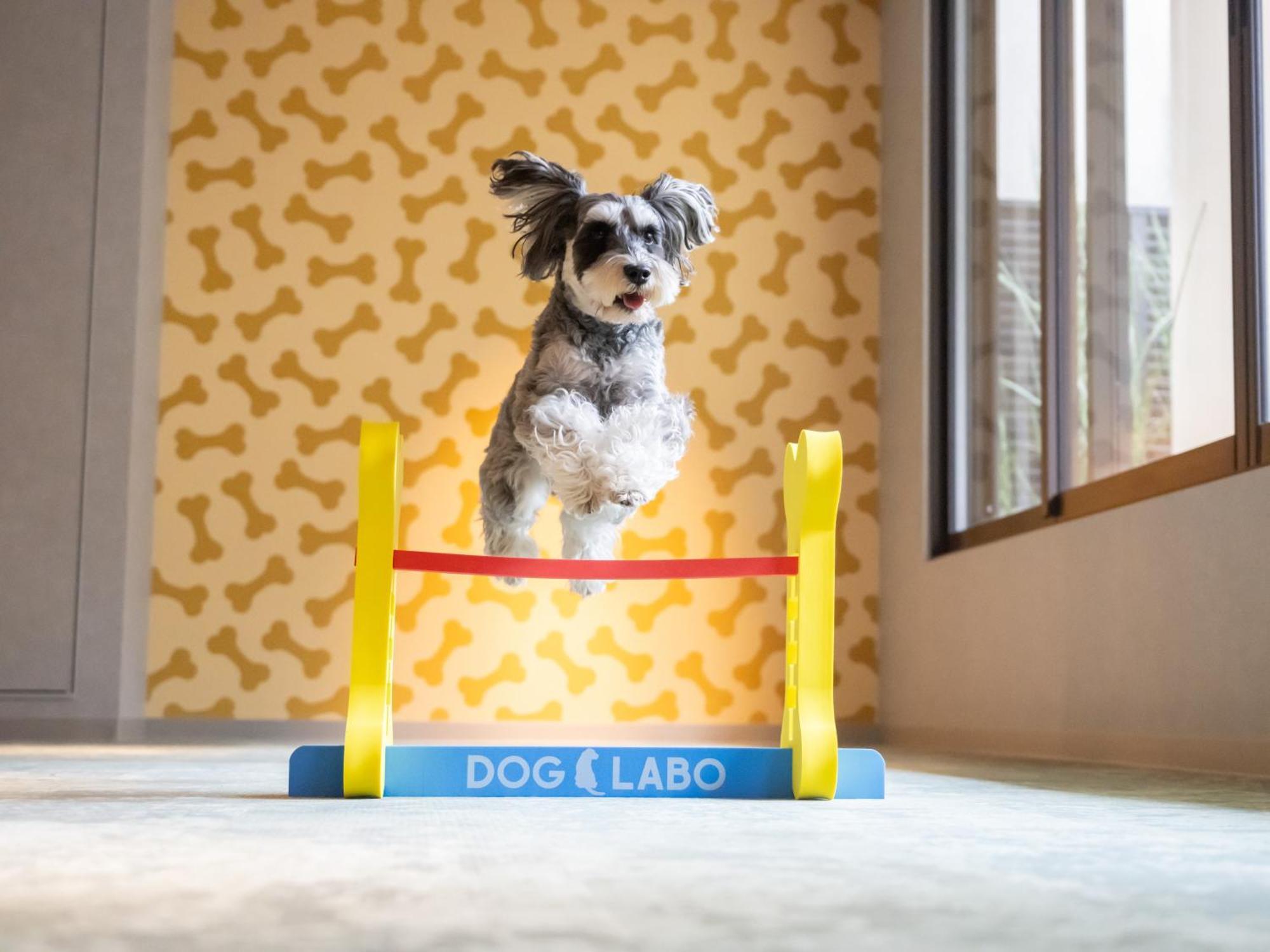 Hotel Anddoggy Kyoto Nijo Zewnętrze zdjęcie
