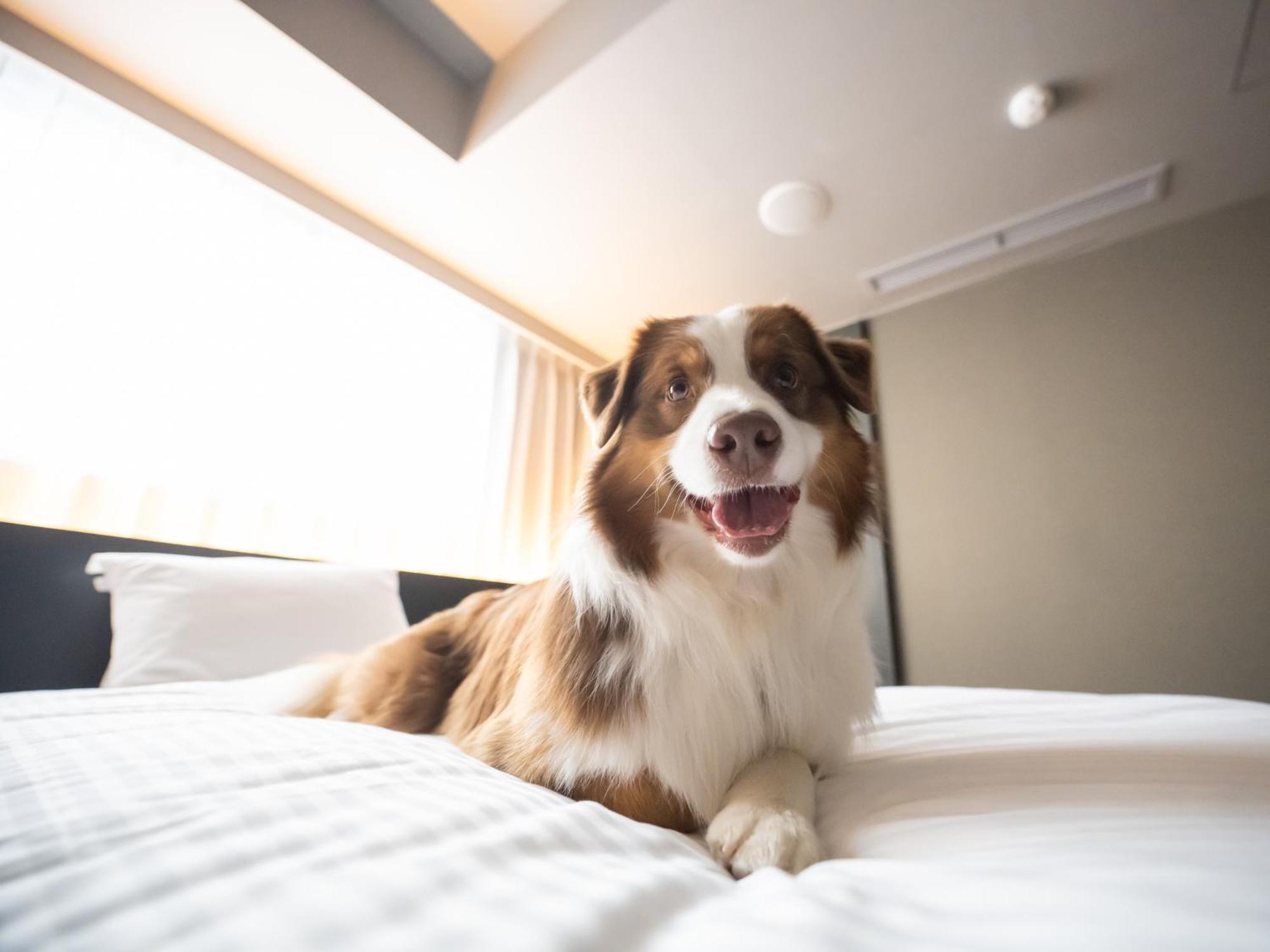 Hotel Anddoggy Kyoto Nijo Zewnętrze zdjęcie