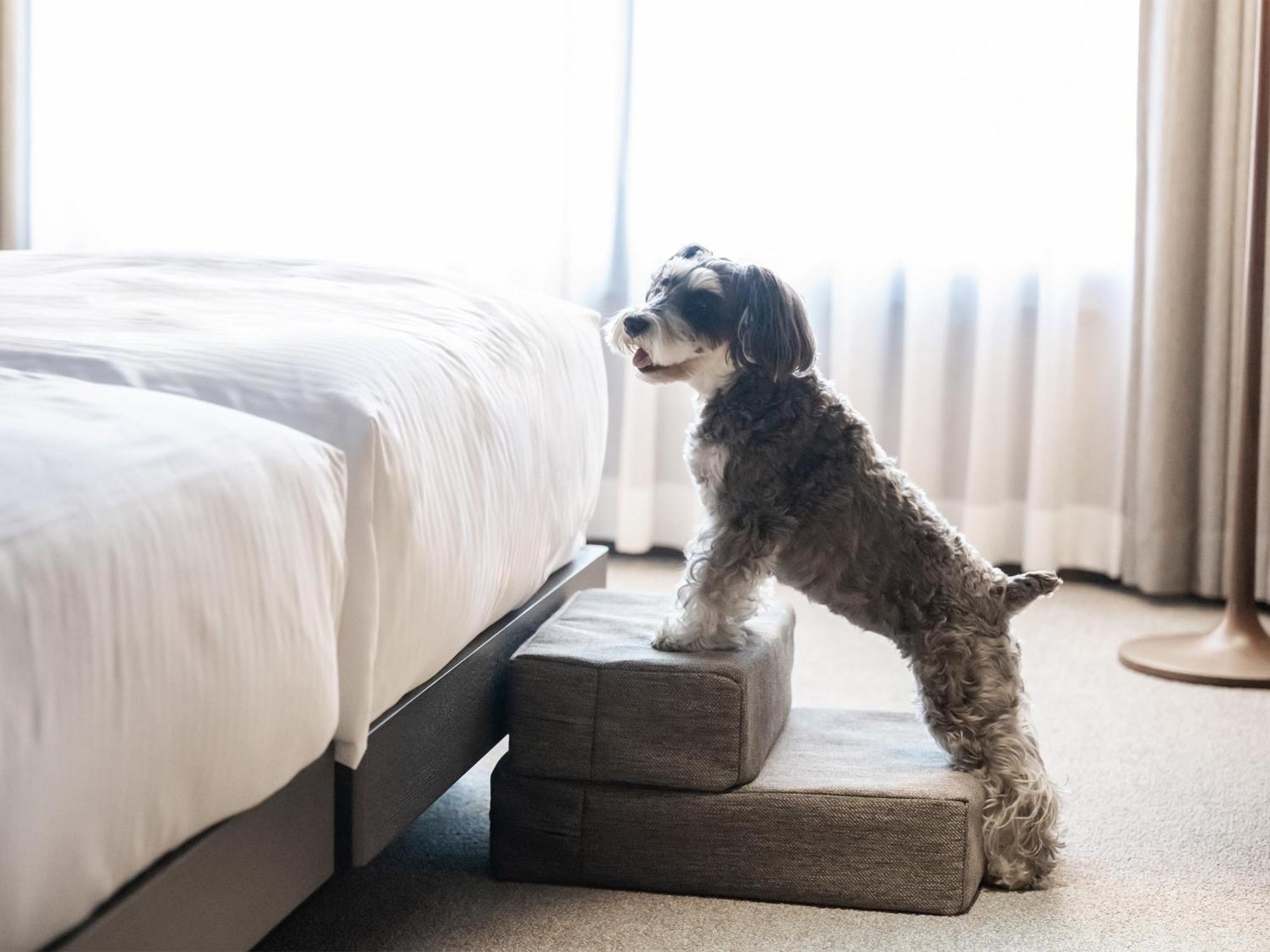 Hotel Anddoggy Kyoto Nijo Zewnętrze zdjęcie